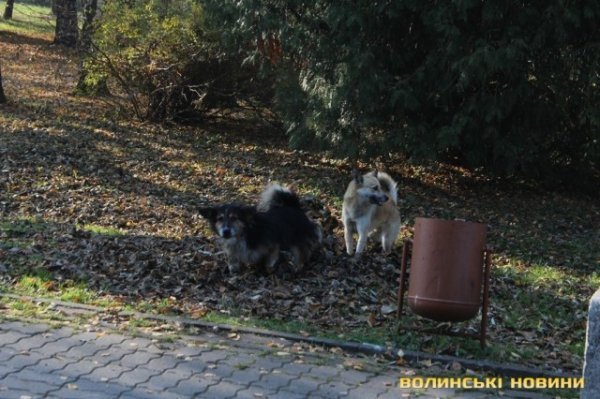 Чи безпечні атракціони у Центральному парку в Луцьку? ФОТО*