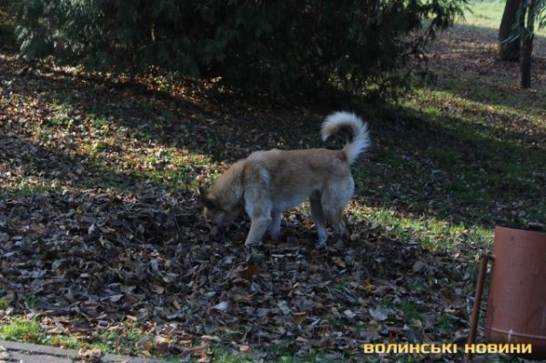 Чи безпечні атракціони у Центральному парку в Луцьку? ФОТО*