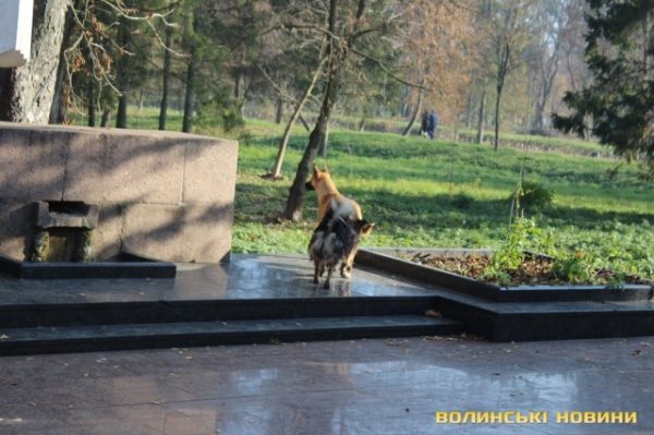 Чи безпечні атракціони у Центральному парку в Луцьку? ФОТО*