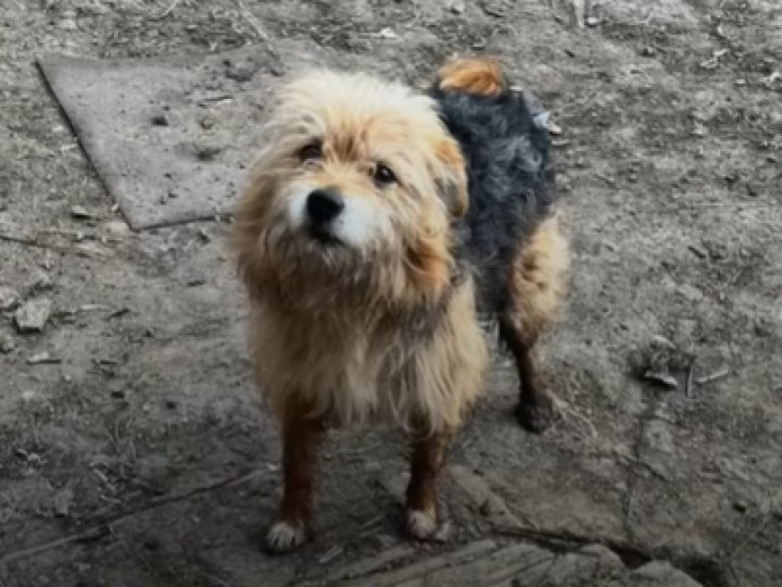 Як почуваються тварини, який волинські воїни дроном евакуйовували 12 кілометрів. ВІДЕО