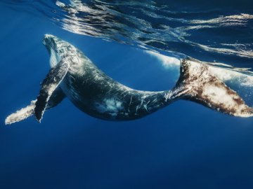 Варсонофія Великого та День кита: яке свято 19 лютого та що не можна робити