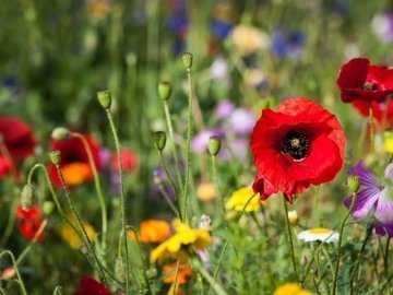 Погода в Луцьку та Волинській області на четвер, 21 липня