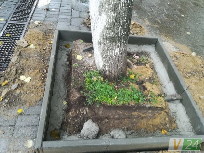 Ось так встановлювали поребрики, а коріння, яке заважало працівникам - зрізали. В результаті - дерево впало під час зливи. Фото: Волинь24.