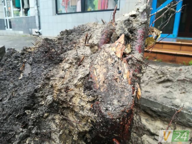 Коріння, яке підрізали працівники. Фото Волинь24.