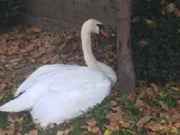 На Волині травмований лебідь сам прийшов  до людей за допомогою