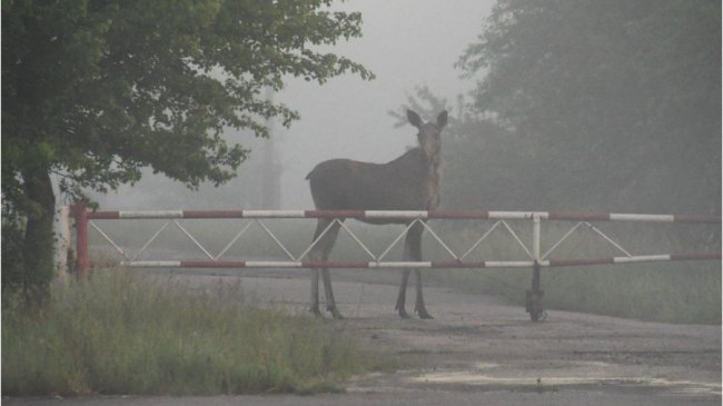 Лось у Чорнобильській зоні