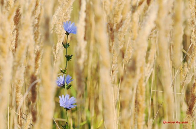 Соковите літо на світлинах луцького фотографа
