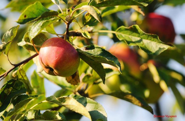Соковите літо на світлинах луцького фотографа