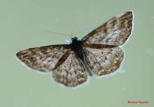 Соковите літо на світлинах луцького фотографа