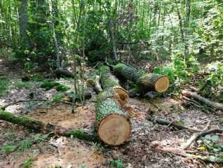 На Волині зловили «чорних лісорубів». ФОТО
