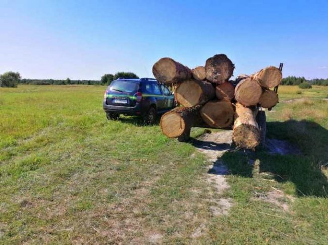На Волині зловили «чорних лісорубів». ФОТО