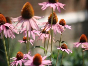 Погода в Луцьку та Волинській області на п'ятницю, 13 серпня