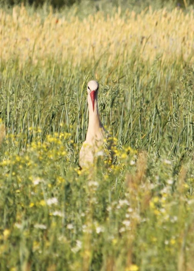 Лелеки позували у полі для волинського фотографа