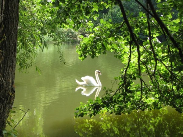 Найкрасивіші дендропарки України, які варто відвідати. ФОТО