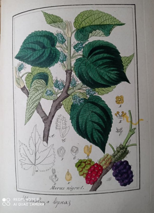 До волинського музею передали книгу, яку видали у 1855 році та 100-літній ілюстрований журнал. ФОТО