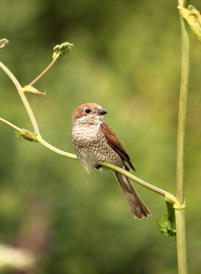 Волинський фотограф «упіймав» грайливу пташку. ФОТО