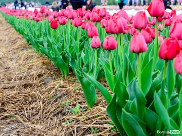 На фестивалі «Волинська Голландія» незаконно продавали алкоголь