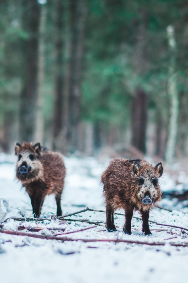 Як у казці: неймовірні фото «Цуманської пущі»