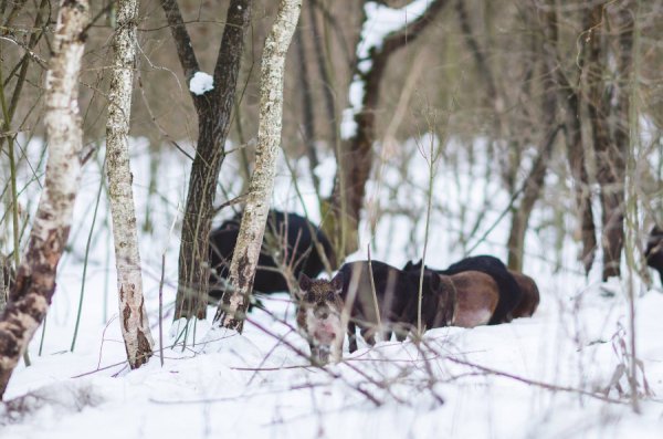 Як у казці: неймовірні фото «Цуманської пущі»