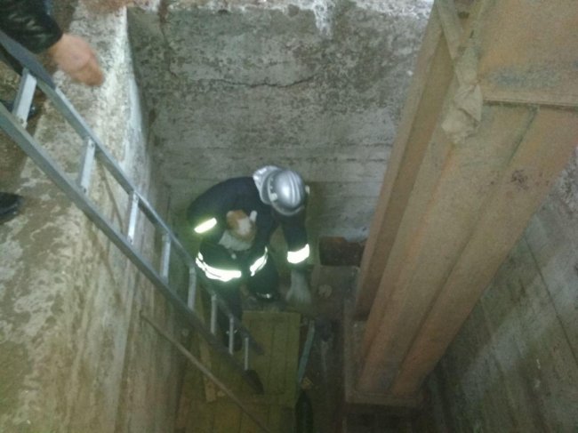 На Волині рятувальники витягли з глибокої ями п'ятеро собак