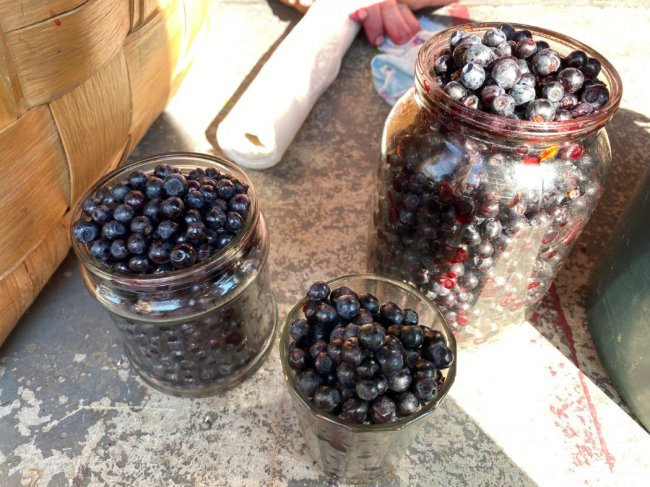 На луцькому ринку з'явилися перші лісові ягоди: почім продають