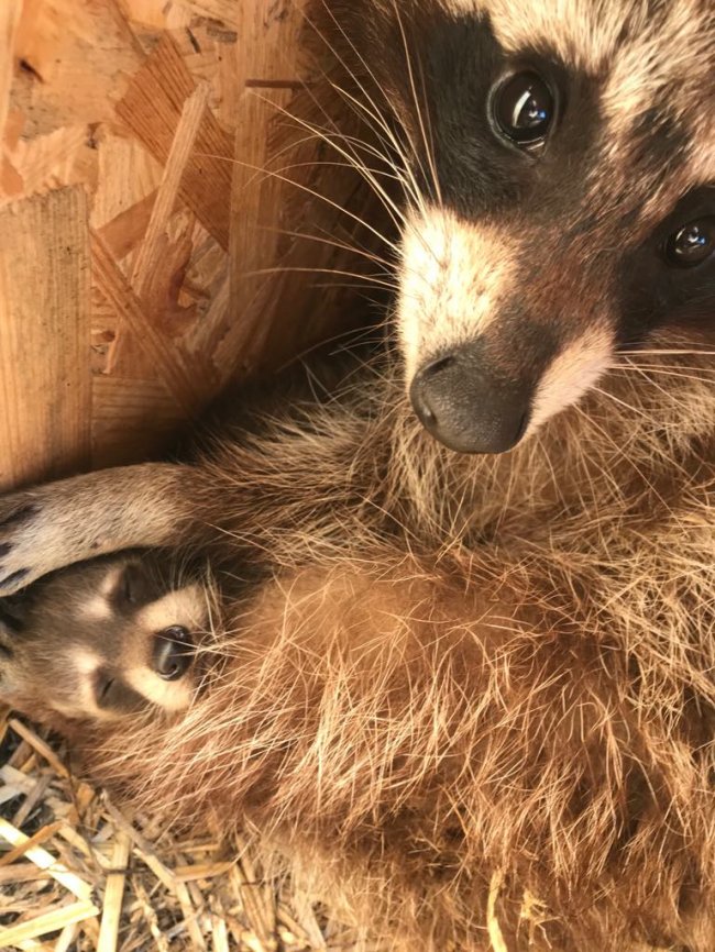 У Луцькому зоопарку лемури та єноти народили малюків. ФОТО