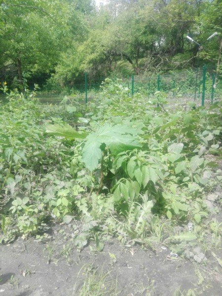 У Луцьку виявили борщівник. ФОТО