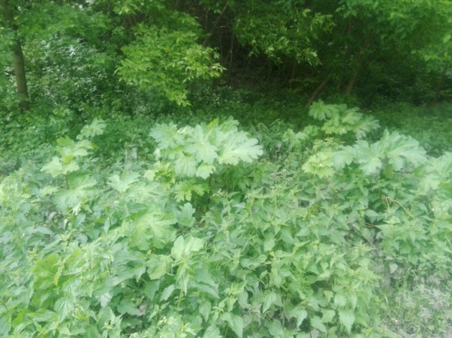 У Луцьку виявили борщівник. ФОТО