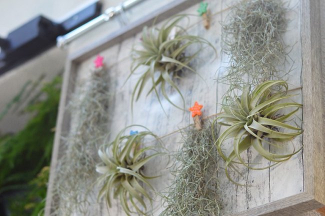 Колекція бонсаїв, рослини-хижаки і фітокартини: як у школі на Волині створили унікальний зимовий сад. ФОТО