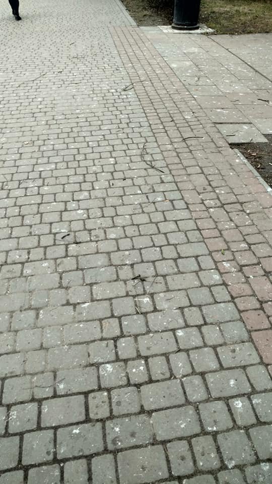 У парку волинського міста – нашестя ворон. ФОТО