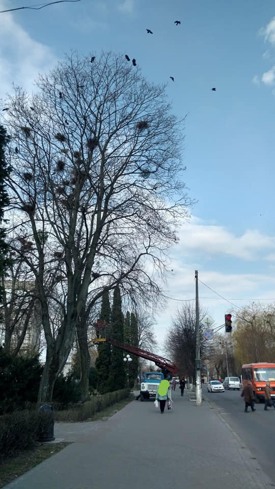 У парку волинського міста – нашестя ворон. ФОТО