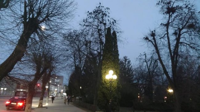 У парку волинського міста – нашестя ворон. ФОТО