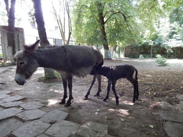 У луцькому зоопарку народився віслючок. ФОТО