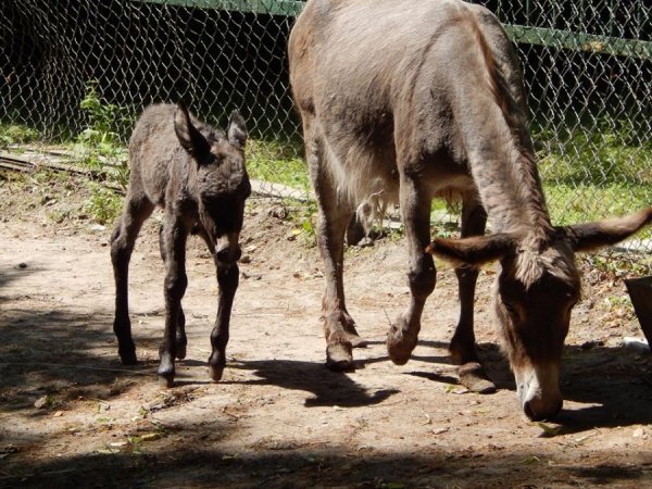У луцькому зоопарку народився віслючок. ФОТО
