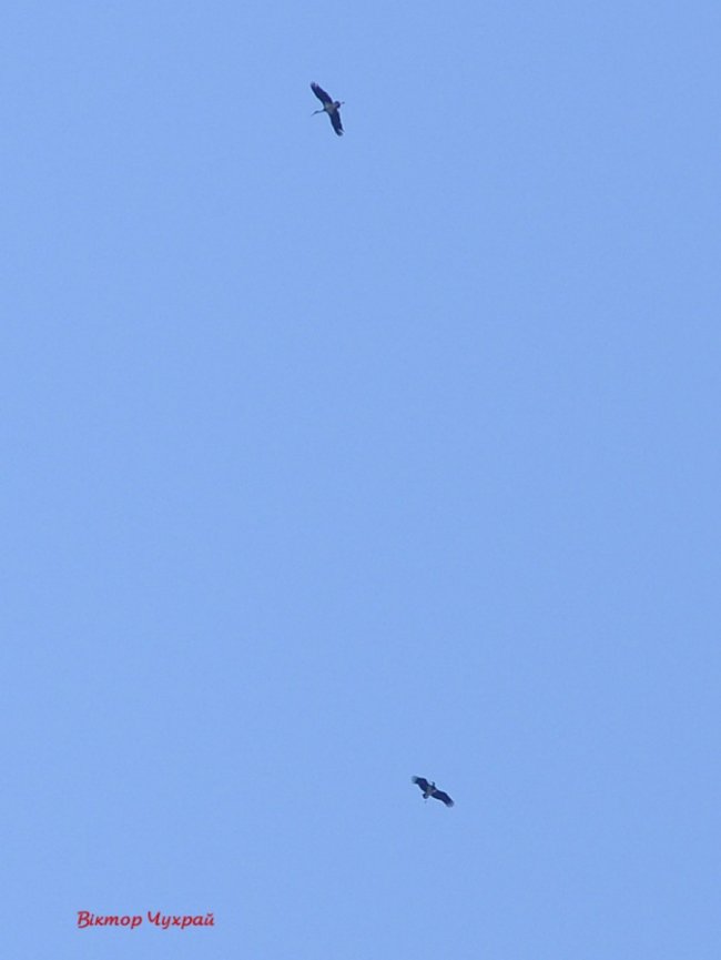 Над Луцьком помітили пару рідкісних червонокнижних лелек. ФОТО