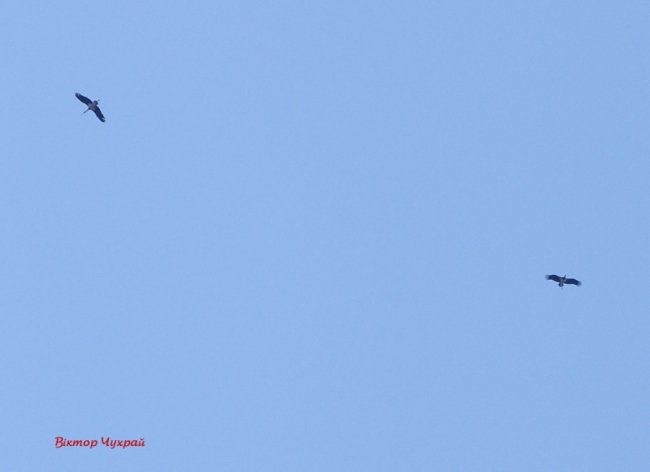 Над Луцьком помітили пару рідкісних червонокнижних лелек. ФОТО