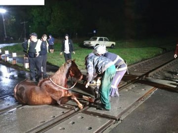 На Волині рятувальники вивільнили коня, який застряг між коліями.ФОТО