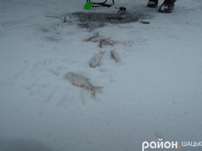 На Шацьких озерах триває риболовний сезон. ФОТО