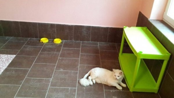 «Котячий» готель відкрили у Луцьку. ФОТО