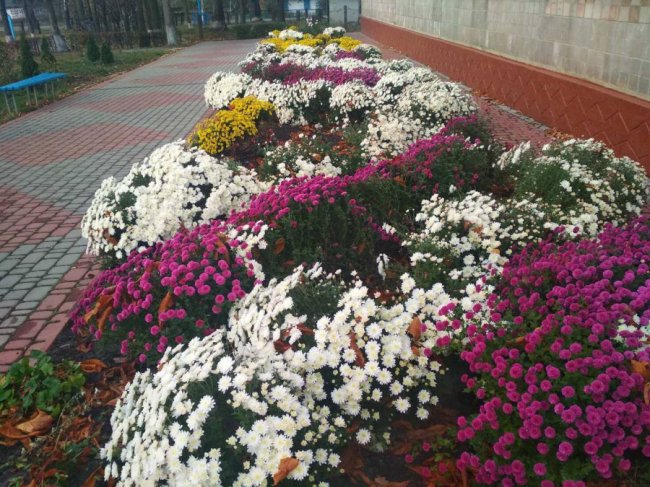 Волинські школи — серед найквітучіших в Україні. ФОТО