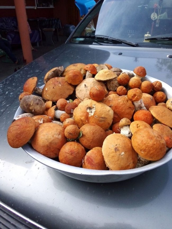 Волинські грибники у соцмережах хизуються чималим «уловом». ФОТО