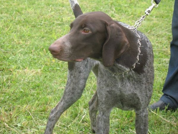 На Волині відбулася виставка мисливських собак. ФОТО