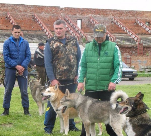 На Волині відбулася виставка мисливських собак. ФОТО