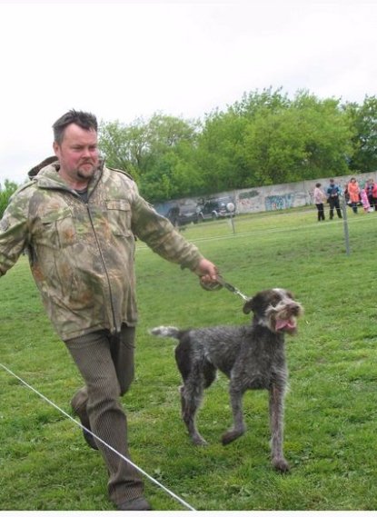 На Волині відбулася виставка мисливських собак. ФОТО