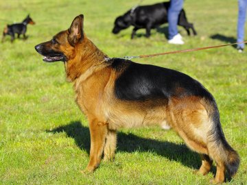 Луцький фотограф поділився світлинами з виставки собак