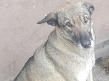 Сидів поруч з тілом безхатька: зворушлива історія про пса з Рівного