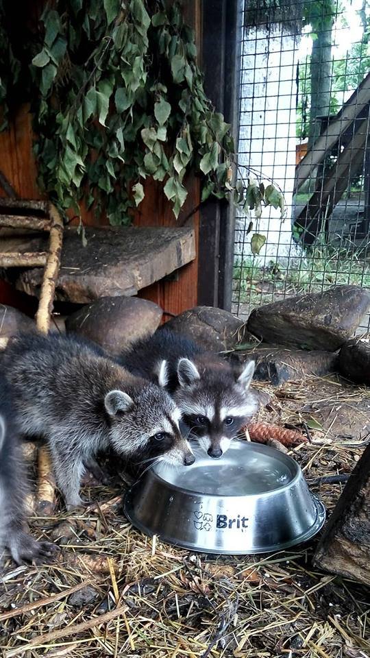 Маленьких єнотиків у Луцькому зоопарку виховує чужа мама