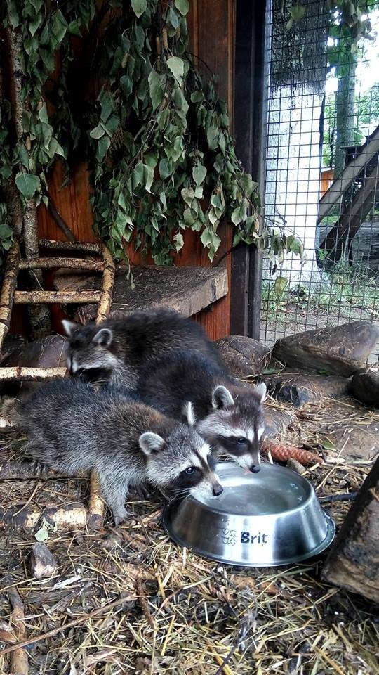Маленьких єнотиків у Луцькому зоопарку виховує чужа мама