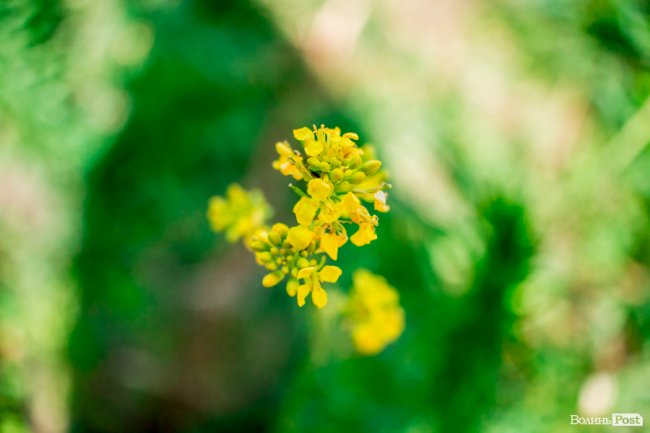Літо у луцькому парку. ФОТО