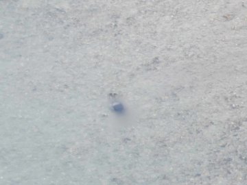 У Тисі втопилися вже 22 чоловіків, які втікали за кордон